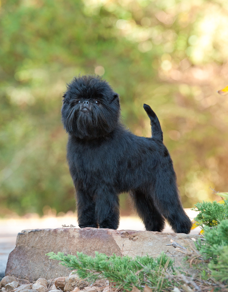 Pedigree affenpinscher clearance puppies for sale