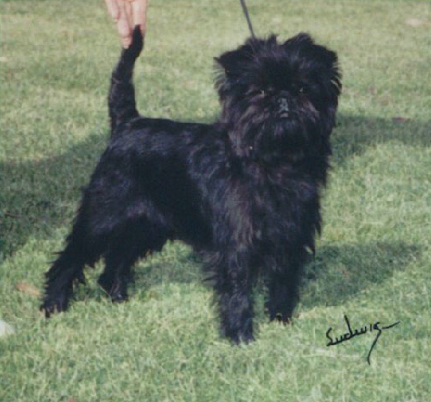 Ch Yarrow's Lucy in the Sky